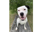 Adopt Bishop a White American Pit Bull Terrier / Mixed dog in Elizabeth City