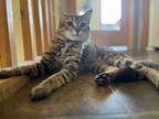 Adopt Sparticus a Tabby