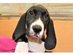 Adopt LIAM a Bloodhound, Mixed Breed