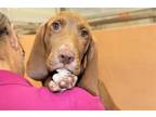 Adopt LUKE a Bloodhound, Mixed Breed