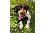 Adopt Remy a Wirehaired Terrier, German Wirehaired Pointer