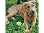 Adopt Cedar a Bloodhound, Labrador Retriever