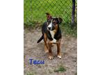 Adopt Tecu a German Shepherd Dog