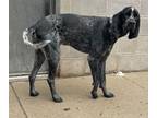 Adopt Chief a Bluetick Coonhound