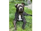 Adopt Paddy a Pit Bull Terrier