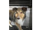 Adopt Fury a Shetland Sheepdog / Sheltie, Hound