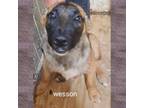 Adopt Wesson a Belgian Shepherd / Malinois, Australian Cattle Dog / Blue Heeler
