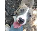 Adopt MORTY a Pit Bull Terrier