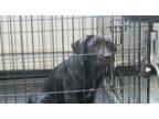 Adopt Marley a Labrador Retriever, Mixed Breed