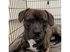 Adopt Brendon a Staffordshire Bull Terrier