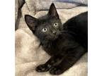 Adopt WILLIAM - Stunning, Loving, Playful Smart, Loyal "Dog in a Cat Suit,"