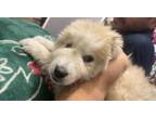 Adopt Budkis a Great Pyrenees, Mixed Breed