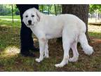 Adopt Polo a Great Pyrenees