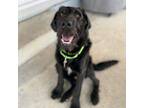 Adopt TANGO a Wirehaired Pointing Griffon