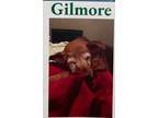 Adopt Gilmore a Labrador Retriever, Terrier