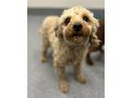 Adopt Mister Peachy a Poodle