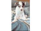 Adopt Blake a Miniature Poodle, Jack Russell Terrier