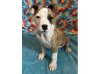 Adopt Pickles a American Staffordshire Terrier