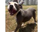 Adopt Capone a American Staffordshire Terrier