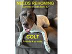 Adopt COLT a German Shorthaired Pointer