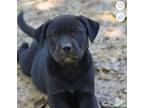 Adopt Finn a Black Labrador Retriever