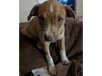Adopt Oliver a Pit Bull Terrier