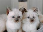 Cocoas Siamese Litter Seal Point