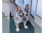 French Bulldog PUPPY FOR SALE ADN-614583 - PET ONLY Blue Merle Boy Male Needs