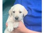 Labrador Retriever PUPPY FOR SALE ADN-614698 - Labrador Puppies born April 10th