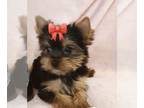 Yorkshire Terrier PUPPY FOR SALE ADN-615105 - Yorkshire terrier Female and male
