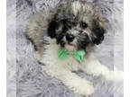 ShihPoo PUPPY FOR SALE ADN-614840 - Bastian