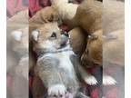 Shiba Inu PUPPY FOR SALE ADN-614866 - Shiba Inu puppies