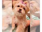 Shih Tzu PUPPY FOR SALE ADN-614059 - Puppy new home
