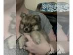 Pomeranian PUPPY FOR SALE ADN-614713 - Good Friday blessings