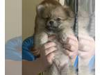 Pomeranian PUPPY FOR SALE ADN-614715 - Good Friday blessings