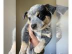 Australian Cattle Dog PUPPY FOR SALE ADN-614927 - Blue Heeler Pups