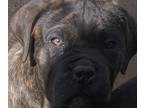 Cane Corso PUPPY FOR SALE ADN-615079 - Pure breed cane corso puppy