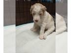 Goldendoodle PUPPY FOR SALE ADN-615077 - Golden doodle pups on the move