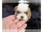 Shih Tzu PUPPY FOR SALE ADN-615210 - Tcups blue eyes AKC Chinese Imperial