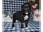 Boxer PUPPY FOR SALE ADN-615016 - Adorable AKC registered Boxer puppies