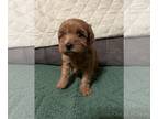 Cavalier King Charles Spaniel-Poodle (Toy) Mix PUPPY FOR SALE ADN-615050 - F1B
