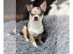 Chihuahua PUPPY FOR SALE ADN-614988 - Neutered Male AKC Chihuahua Puppy