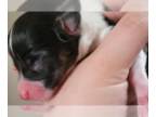 Pembroke Welsh Corgi PUPPY FOR SALE ADN-614760 - Pembroke Welsh Corgi Puppies