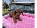 Dachshund PUPPY FOR SALE ADN-615144 - Shaded red long hair beauty