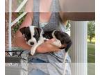 Boxer DOG FOR ADOPTION ADN-615124 - sweet puppy