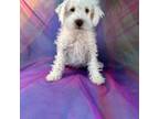 Schnoodle 4