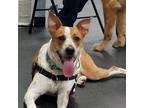Adopt Vinny a Cattle Dog