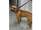 Adopt Cagney a Boxer, Staffordshire Bull Terrier