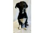 Adopt Sparkle a Mixed Breed