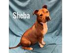 Adopt Sheba a Pit Bull Terrier